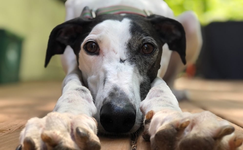 greyhound2.jpg